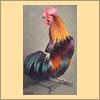 Jungle Fowl Rooster