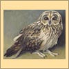 Short Farred Owl